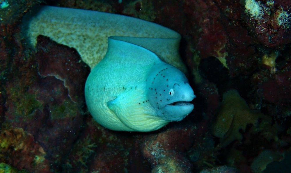 The White beauty on Seychelles