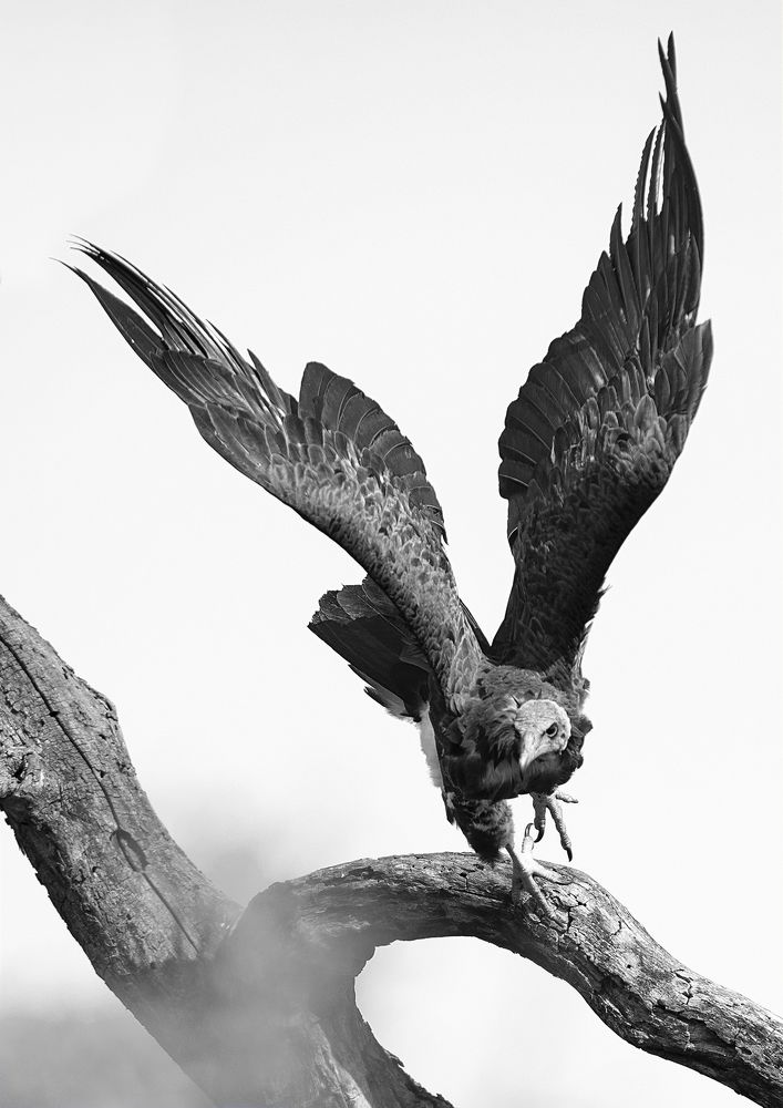 Photograph by Henri Burger