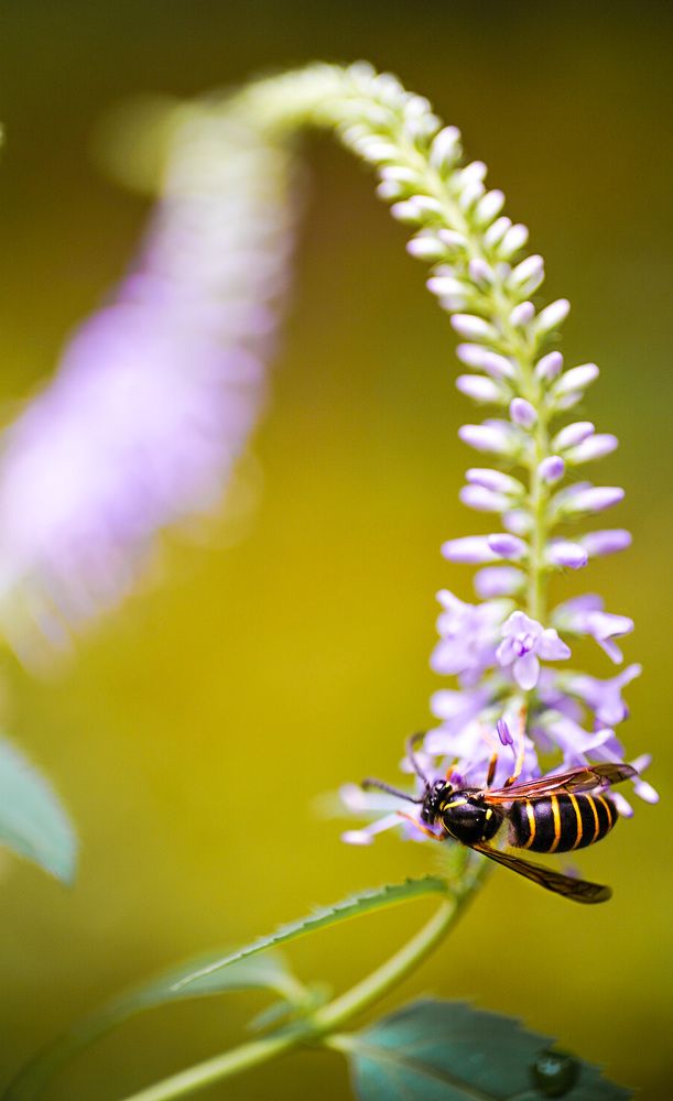 Фотография автора Алиса Чурчудесная