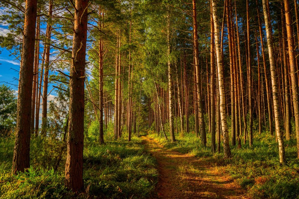 На лесных дорожках