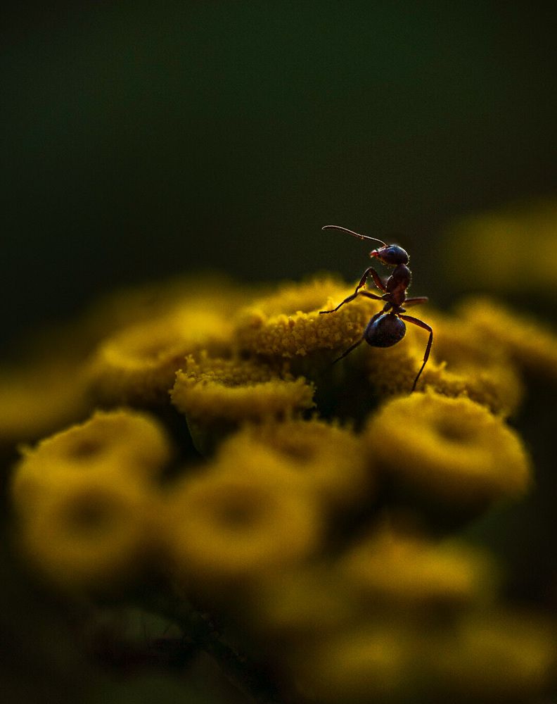 Фотография автора Алиса Чурчудесная