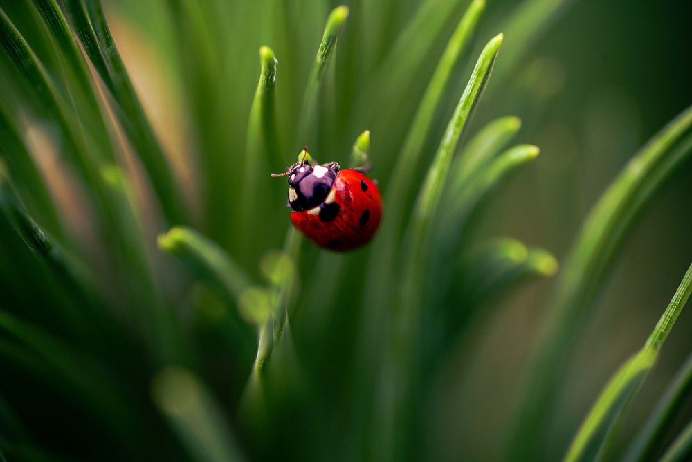 Фотография автора Алиса Чурчудесная