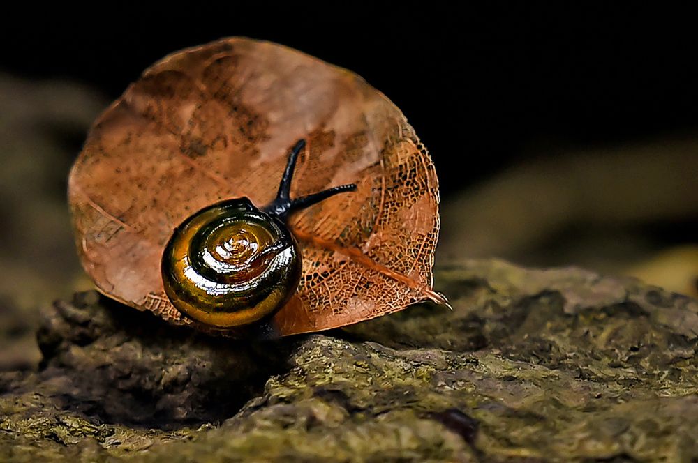 Photograph by Shibram Nag