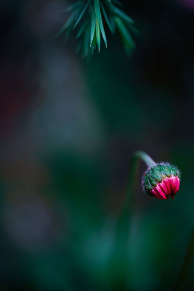 Фотография автора Алиса Чурчудесная