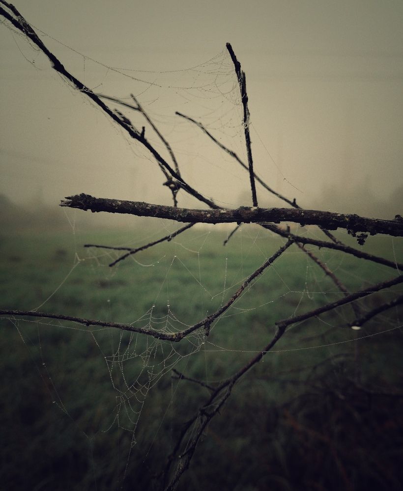Photo #6533074
