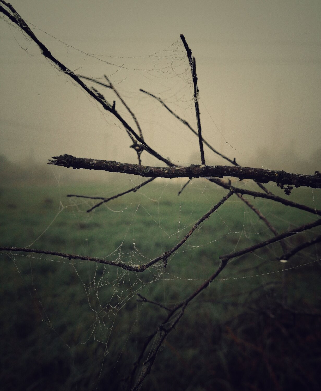 Photo #6533074