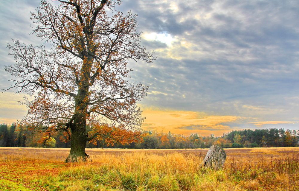 Дуб-великан на лесной поляне