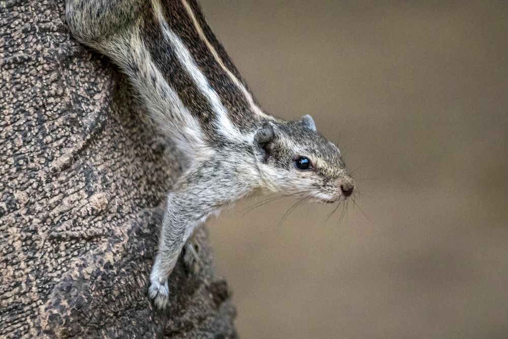 Locked down squirrel