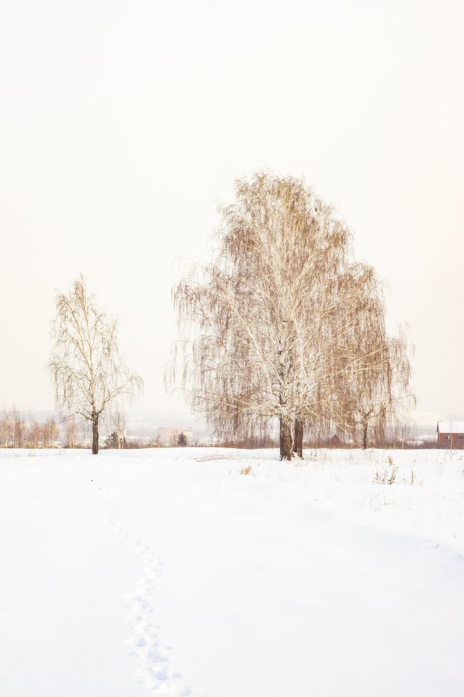 Birches. Берёзки