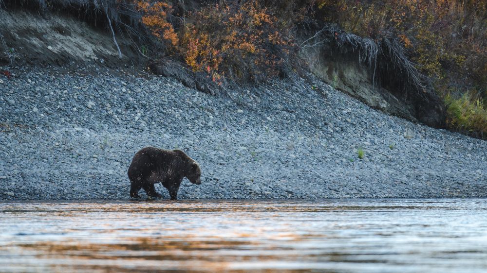 Закат,река,медведь.