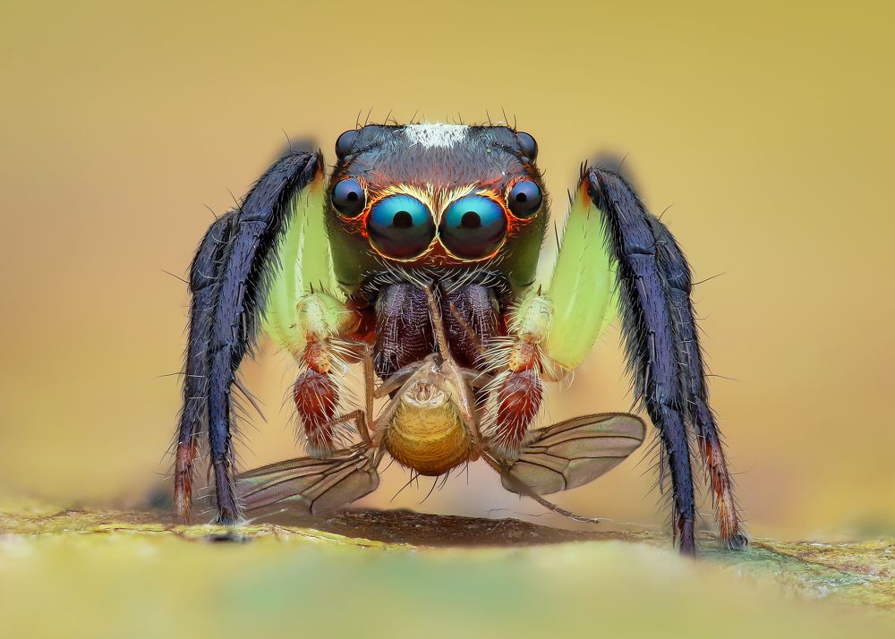 Emathis Sumatranus jumping spider