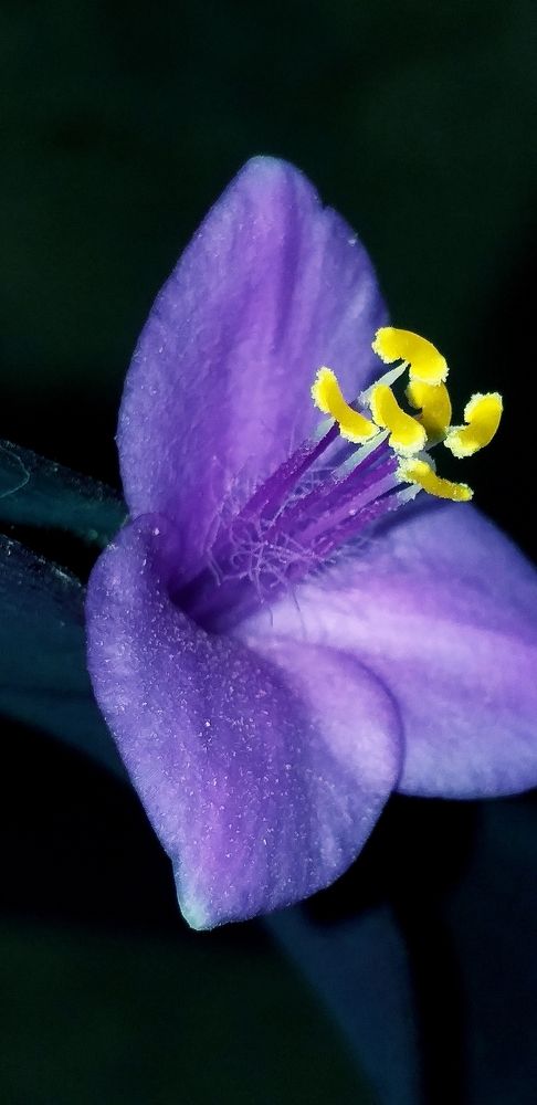 Традеска́нция.