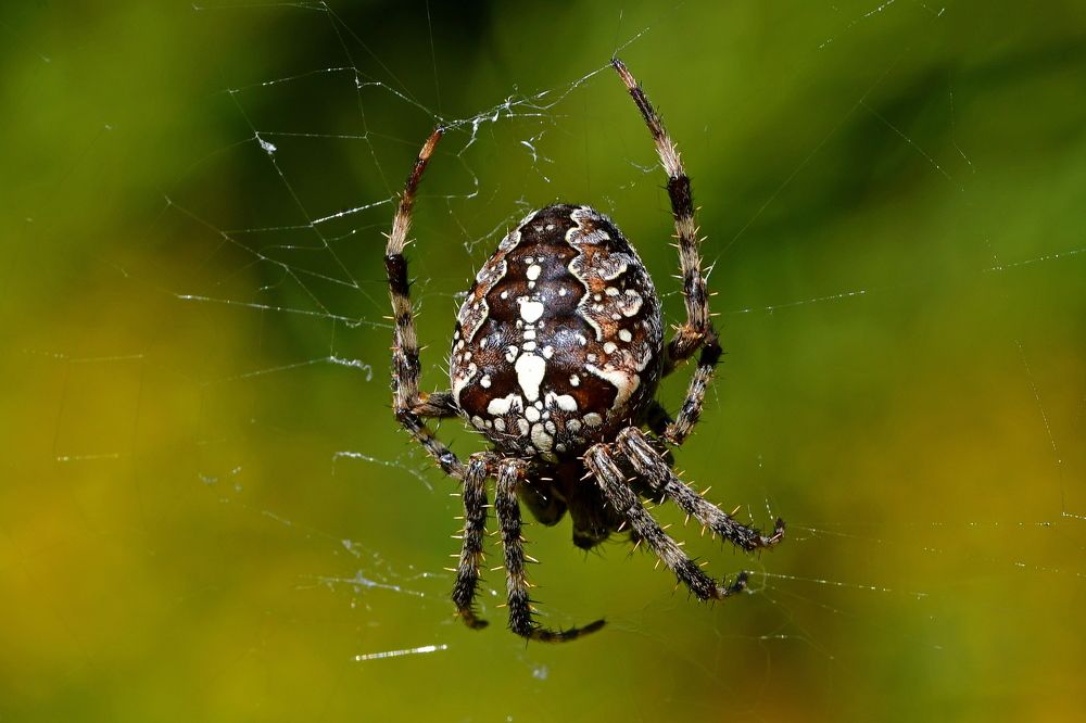 Araneus diadematus
