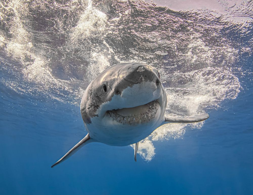 Photograph by Mizael Palomeque