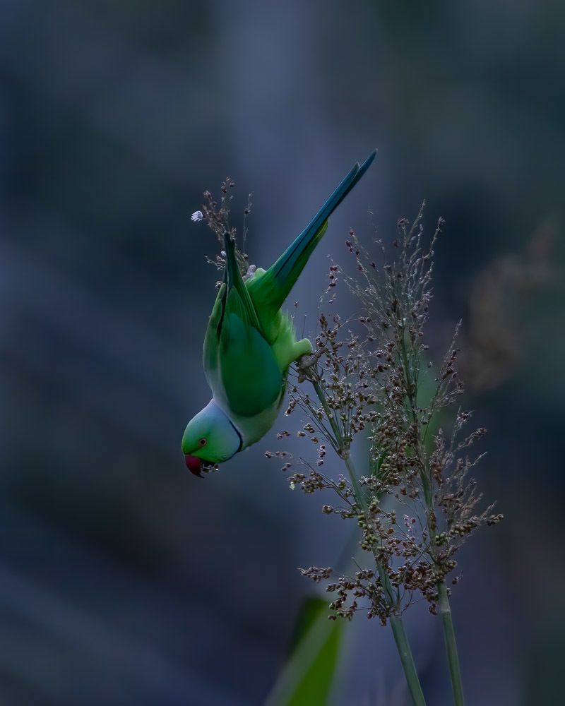 Photograph by Praveen kumar Dhandapani