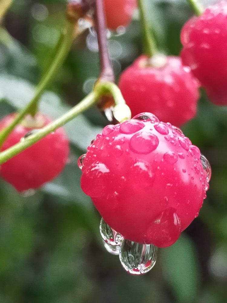 После дождя