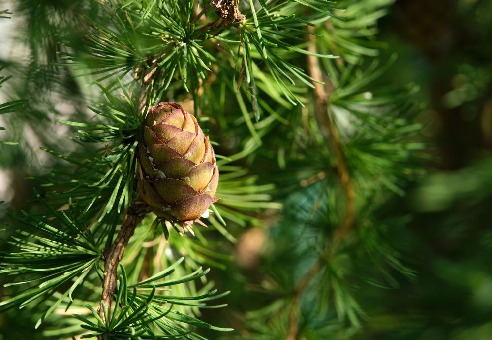 Photograph by Alexey Bogdanov