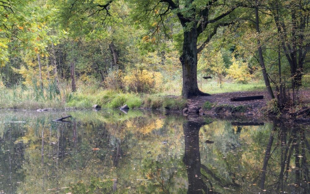 Зазеркалье в лесу