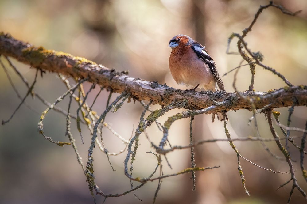 Photograph by Станислав Аристов