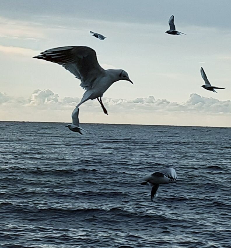 Photo #6534752