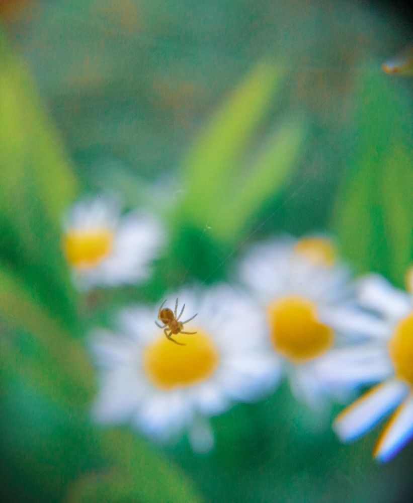 Photograph by Алина Олесик