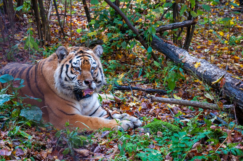 Амурский тигр
