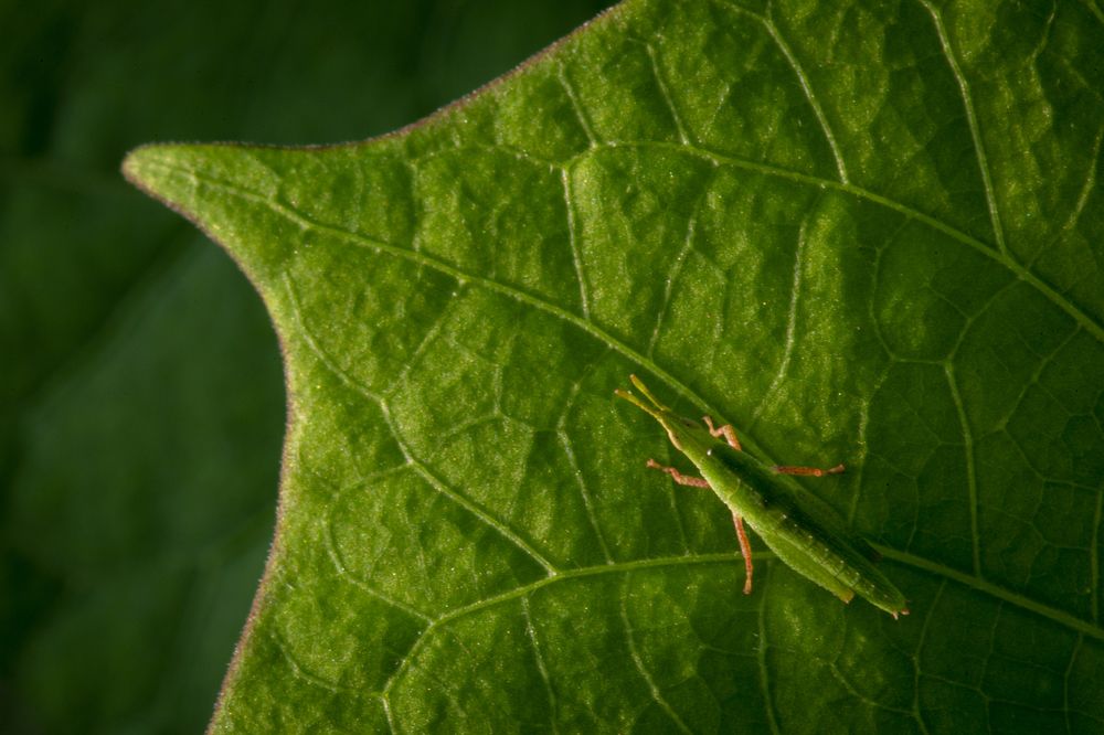 Photograph by TOH KAI HU