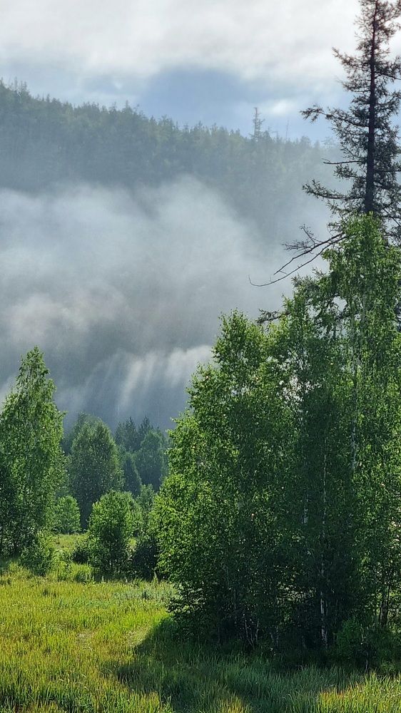 Утро в лесу