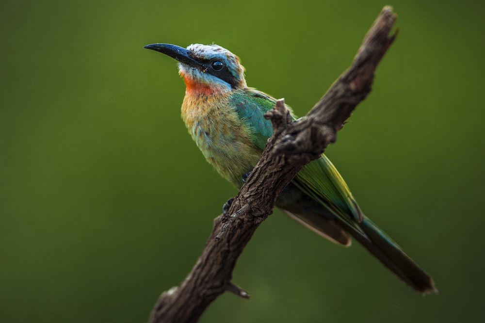 Photograph by Henri Burger