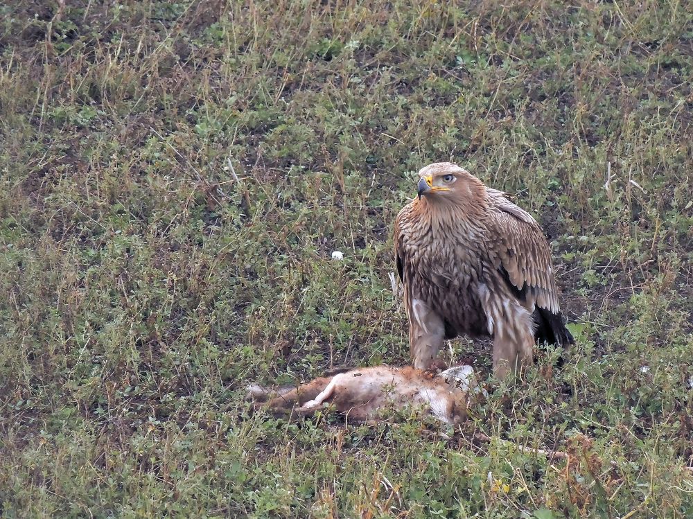 Удачная охота.