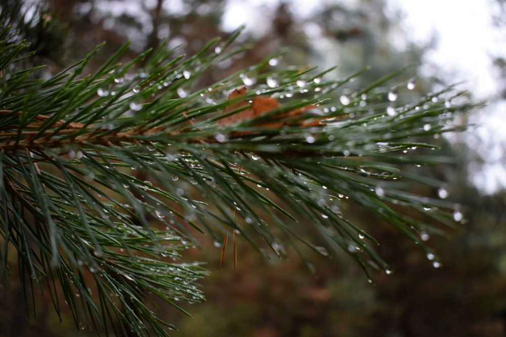 Photograph by Анастасия Аюшева