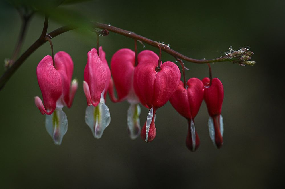 Photograph by Наталья Антипас