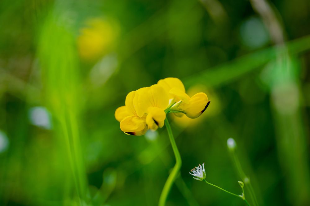 Фотография автора Юлия Вычужанина