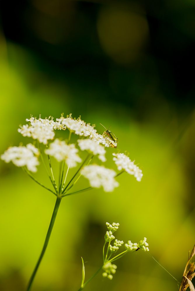 Фотография автора Юлия Вычужанина