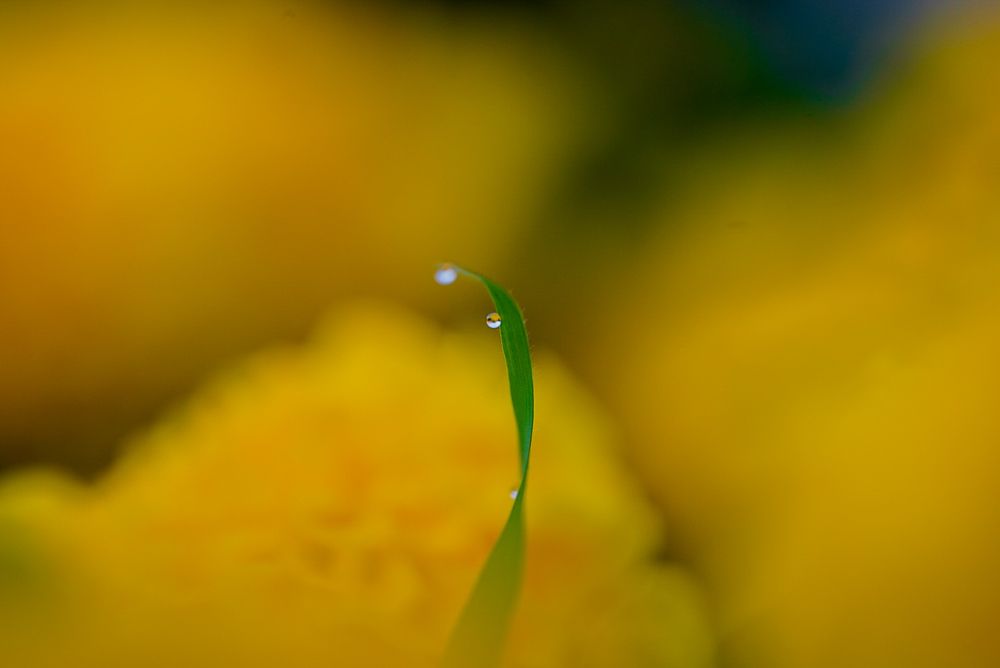 Фотография автора Юлия Вычужанина