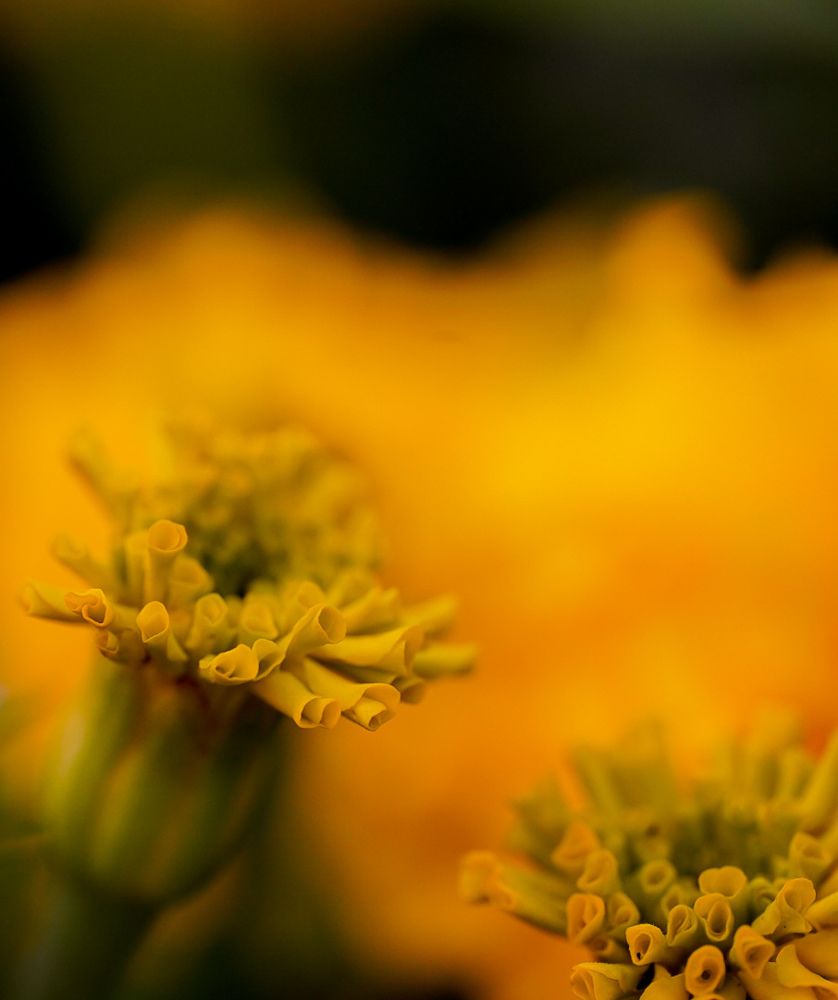 Фотография автора Юлия Вычужанина