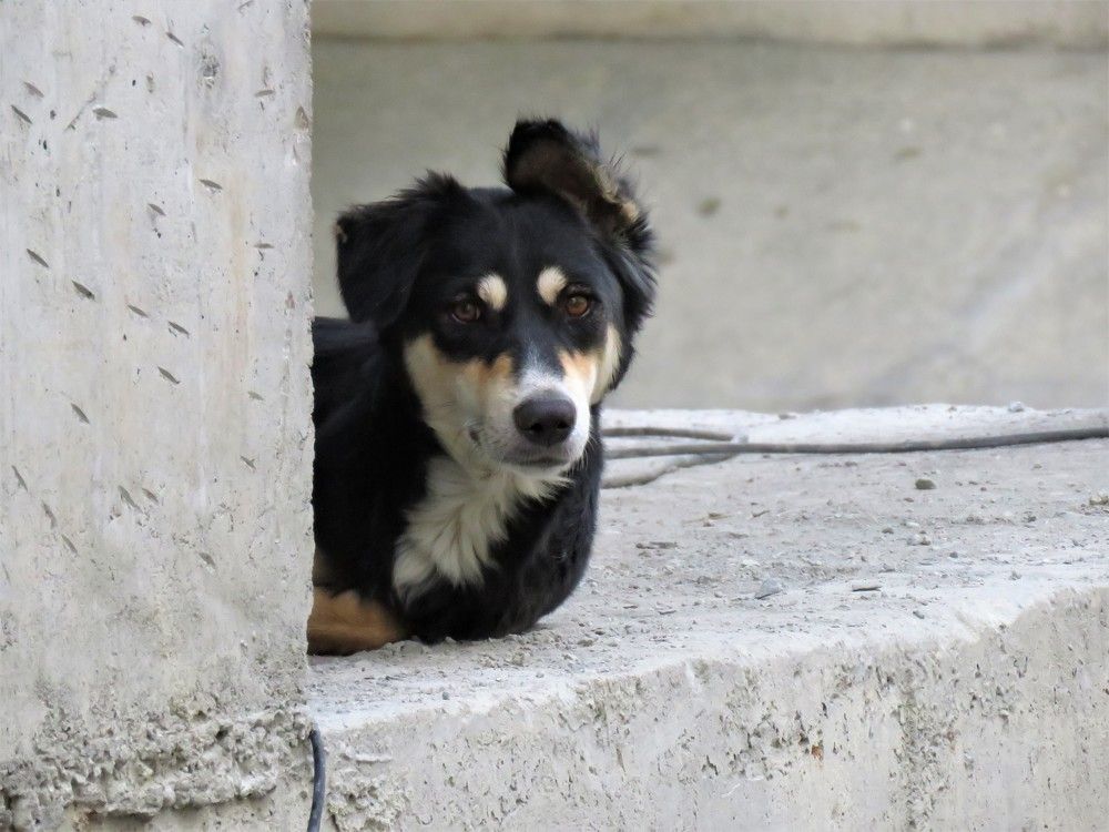 Stray dog peering from a construction site