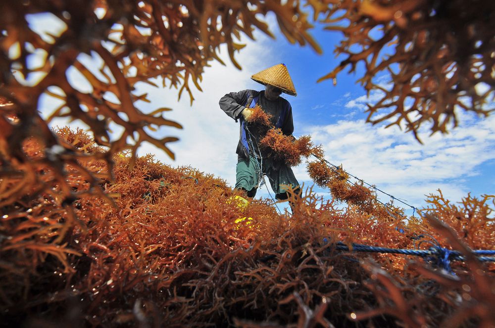 Seaweed Farmer