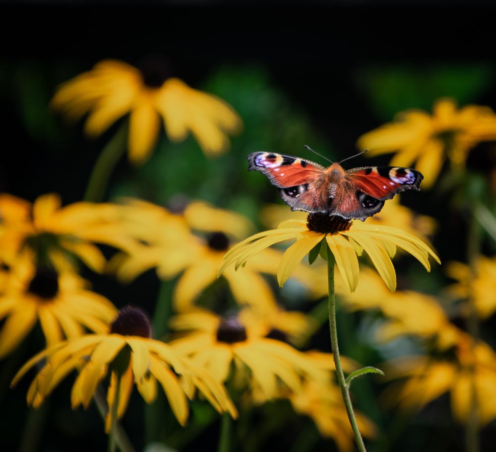 Photograph by Vitalii Kaznin