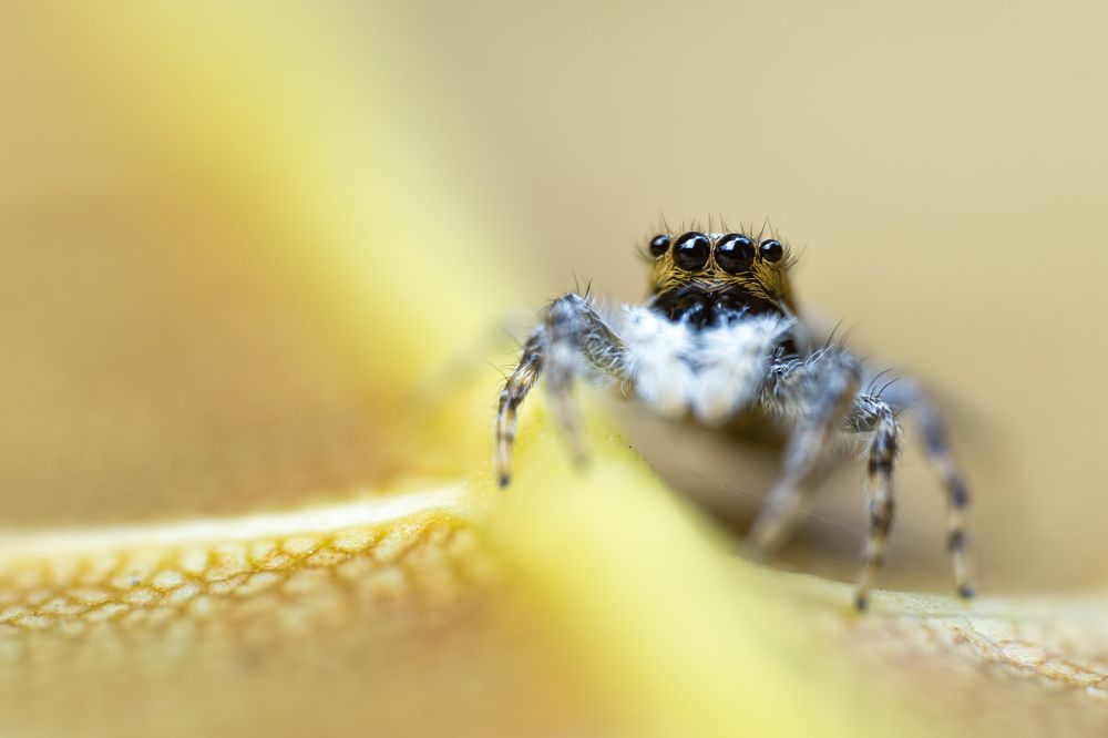 Photograph by Kushan Madushanka Sonnadara