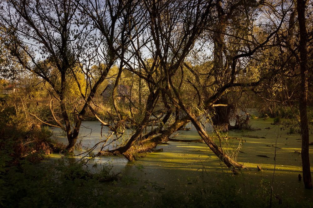 Photograph by Ирина Решетникова