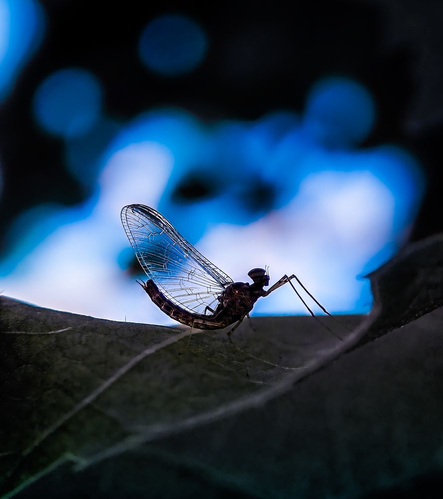 Бабочка однодневка