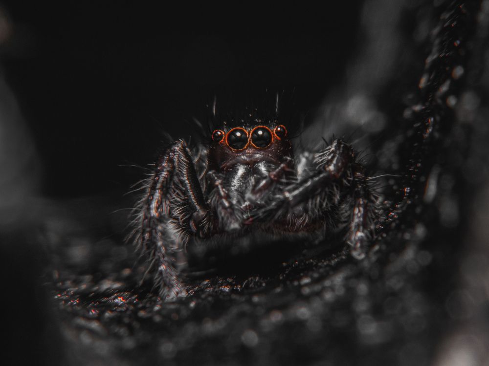 Photograph by Shehan Anuranga