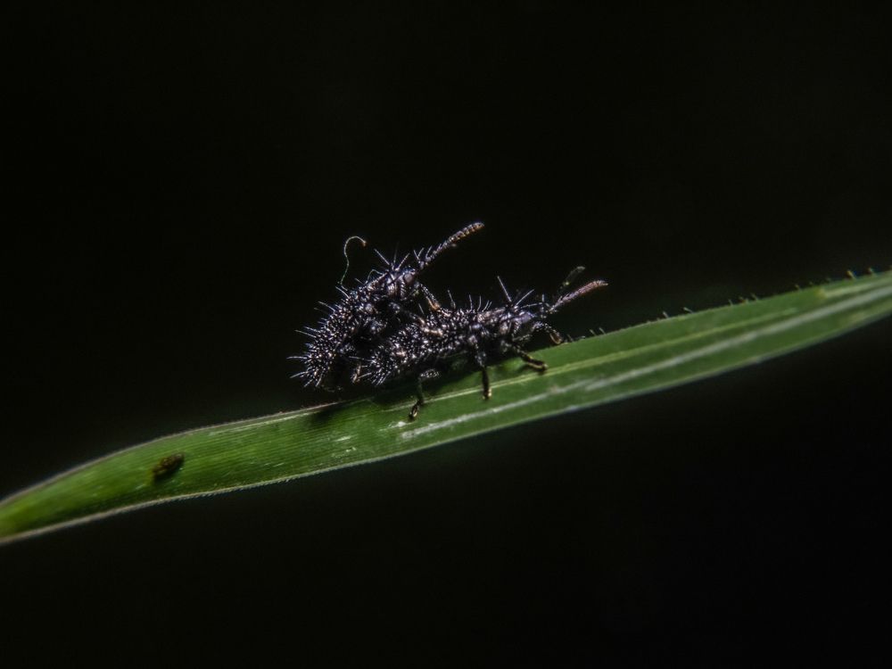 Photograph by Shehan Anuranga