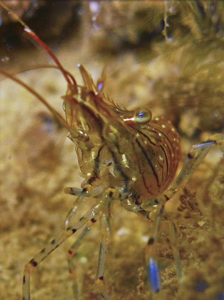 Фотография автора Эрнст Антонов