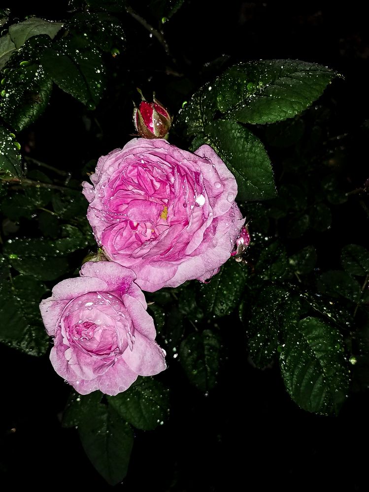 Photograph by Виктория Сорокопуд