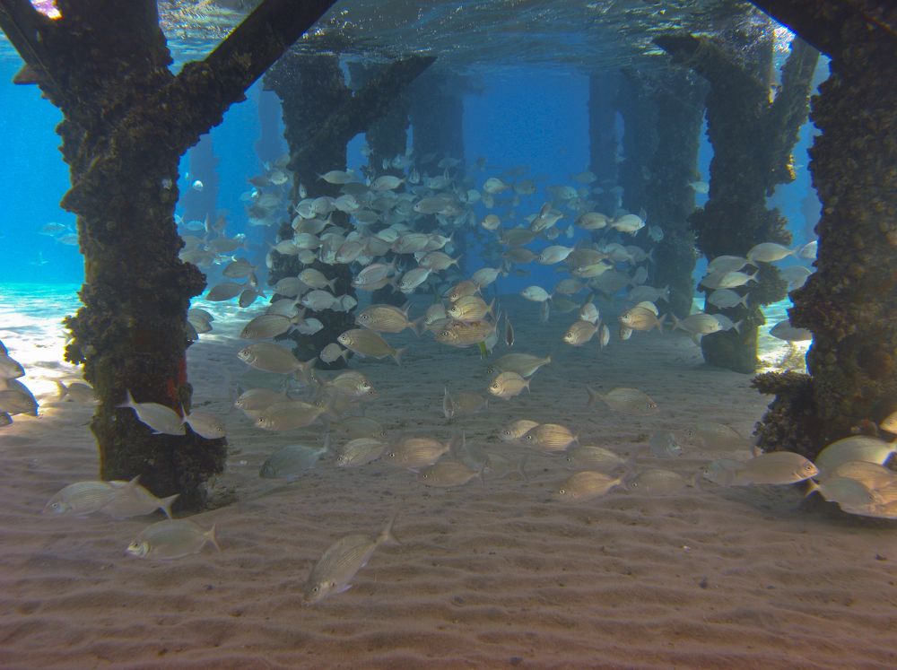 Фотография автора Эрнст Антонов