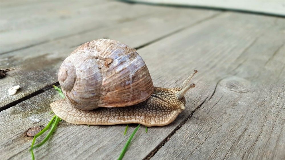 Photograph by Marie G