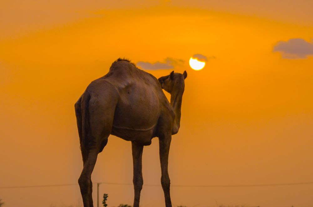 Photograph by Ebrahim Algali