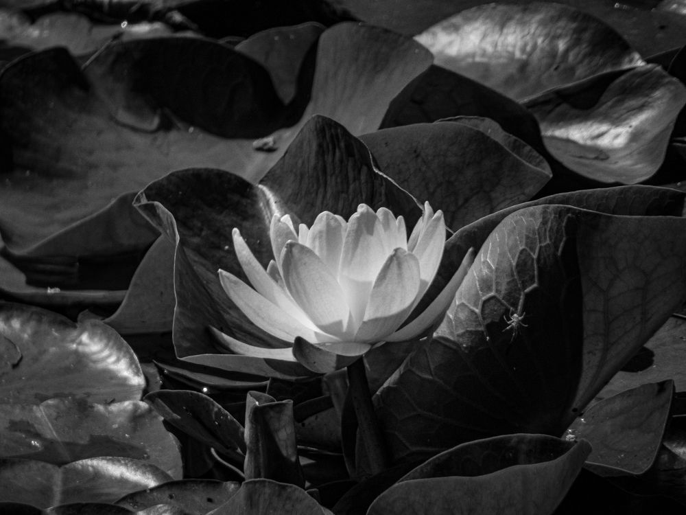 Photograph by Jean Posner